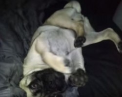 (VIDEO) This Pug is a Total Goofball… and We Love It!