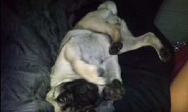 pug acting funny