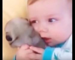 (VIDEO) Pug Puppy’s Agenda Today Is ‘Do Everything Possible to Cuddle With Baby’