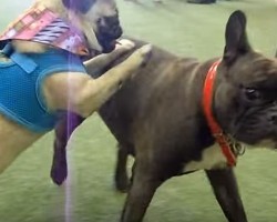 (VIDEO) When a Pug Takes on a Large French Bulldog You’ll Never Guess What Happens…