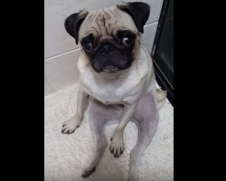 (VIDEO) LOL, This Pug is Chillin’ Like a Boss and I Can’t Stop Laughing!