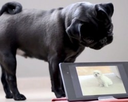 (VIDEO) When a Pug Puppy Gets Confused by a Tablet He Tilts His Head – So Adorbs!
