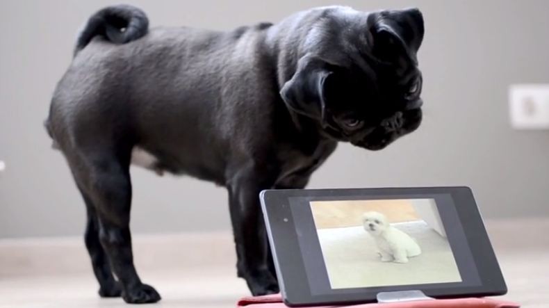 pug confused by tablet