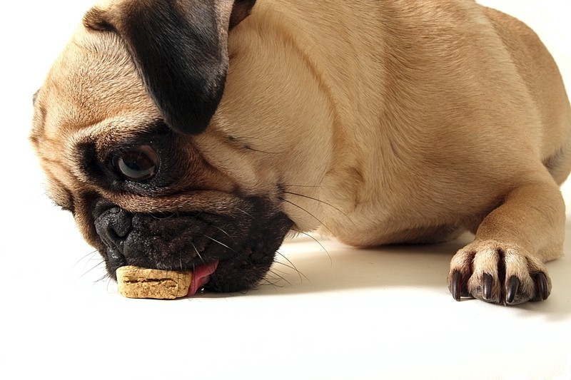 pug eating