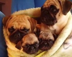 (VIDEO) Cuddle Fest Between a Family of Pugs is SO Sweet I’m Melting!