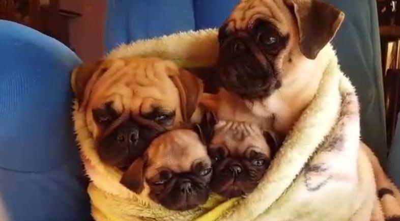 pug family cuddling