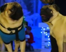 (VIDEO) Watch These Pugs Hit the Fashion Runway in Kiev, Ukraine During a Pug Costume Contest