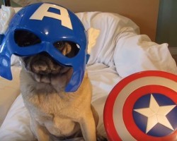 (VIDEO) A Threat on Planet Earth?! Nah, Not with the Avenger Pugs Here to Save the Day!