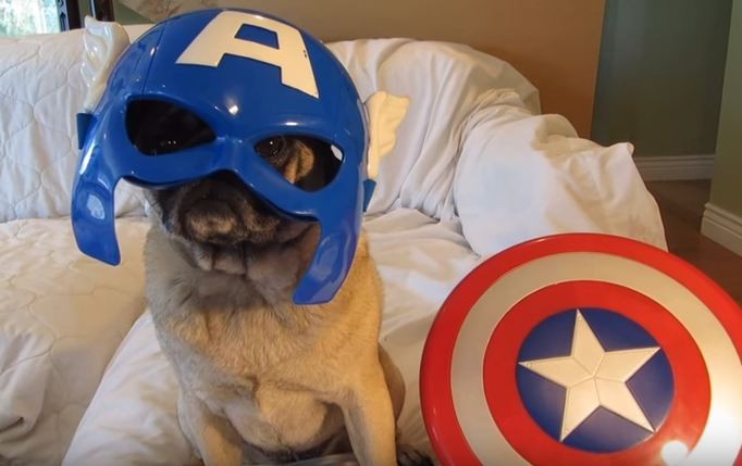 pug hero