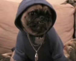 (VIDEO) Watch a Pug Live a Doggy Gangster Life!