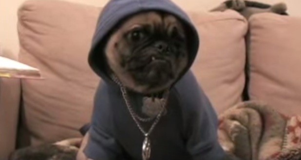 pug life