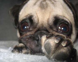 Here Are the Steps You Should Try Taking if Your Pug Runs Away When You Take Out the Nail Trimmers