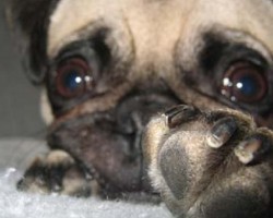 What to Do if Your Pug Runs for His Life When You Bring Out the Nail Clippers…