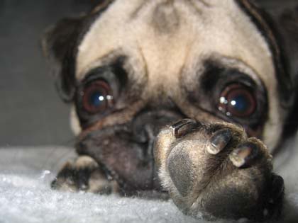 pug nail trimming