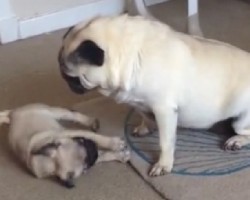 (VIDEO) Pug’s Parents Have a Professional Nanny Watch Over Him. How Mrs. Pugsfire Handles This Unruly Puppy? Hilarious!