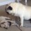 (VIDEO) Pug’s Parents Have a Professional Nanny Watch Over Him. How Mrs. Pugsfire Handles This Unruly Puppy? Hilarious!