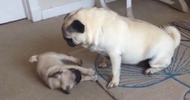 pug nanny