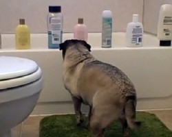 (VIDEO) This Pug Approaches Shampoo Bottles on the Edge of the Tub. What Happens Next is Unbelievable!