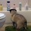 (VIDEO) This Pug Approaches Shampoo Bottles on the Edge of the Tub. What Happens Next is Unbelievable!