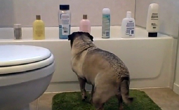 pug near shampoo bottles