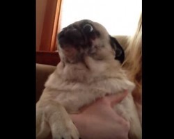(VIDEO) This Pug’s Sister Gets Fed Before Her. How the Upset Pug Reacts? Temper, Temper!