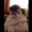 (VIDEO) This Pug’s Sister Gets Fed Before Her. How the Upset Pug Reacts? Temper, Temper!
