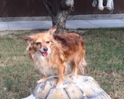 (VIDEO) This Doggy Got Tired of Walking. Her Solution? What a Little Smarty!