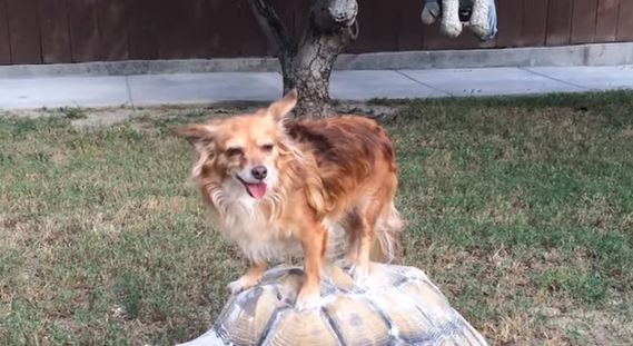 dog on a turtle's back