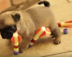 (VIDEO) Watch This: Adorable Pug Puppies Attempt to Play with Darts