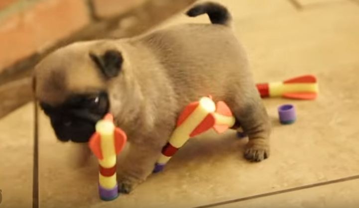 pug playing with darts