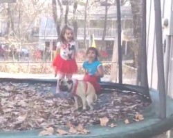 (VIDEO) This Pug Crouches Down to Do His Duty on a Trampoline. Now Watch the Little Girl’s Reaction! LOL!