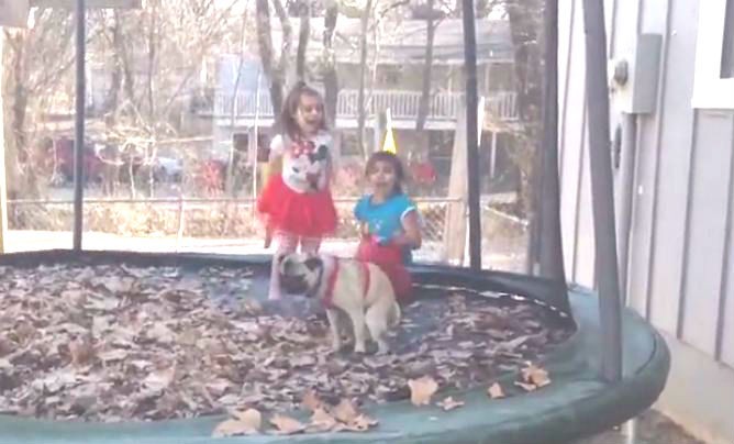 pug pooping on the trampoline