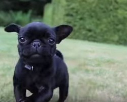 (VIDEO) Pug Puppy is SO Ready for His Close-up. How He Handles the Fame? This is the Cutest Pug Superstar Yet!