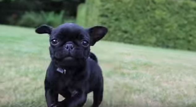 pug puppy running outside