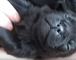(VIDEO) The Only Task On This Pug Puppy’s To-Do List Is “Get Snuggly”
