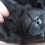 (VIDEO) The Only Task On This Pug Puppy’s To-Do List Is “Get Snuggly”