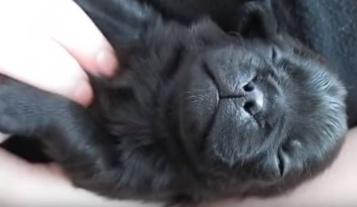 pug puppy snuggles