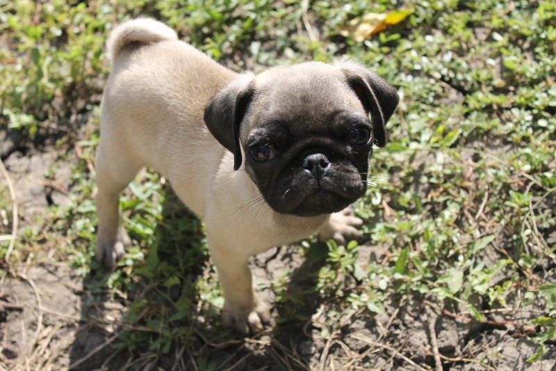 pug puppy