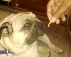 (VIDEO) Pug Says ‘Nope, Nope, Nope’ to an Offered Treat
