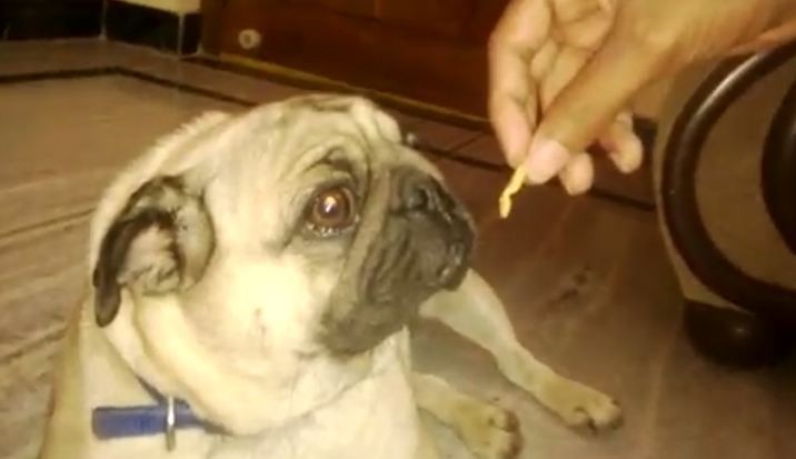 pug says no to treat