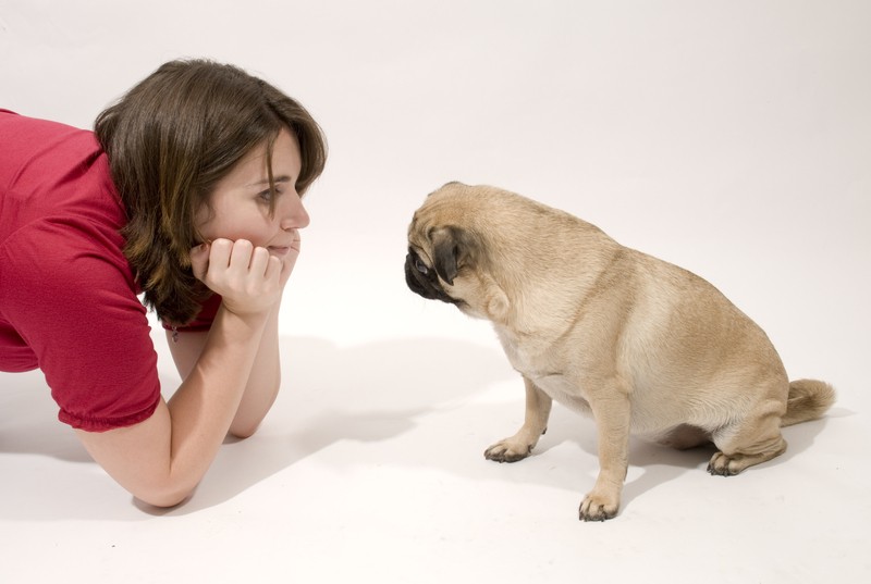 pug sitting with woman