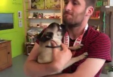 (Video) Pug Stayed at a Doggy Hotel for 24 Hours and When Daddy Picks Her Up We Still Can’t Get Over Her Epic Reaction!