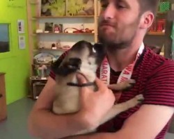 (Video) Pug Stayed at a Doggy Hotel for 24 Hours and When Daddy Picks Her Up We Still Can’t Get Over Her Epic Reaction!