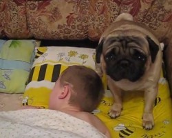 (VIDEO) When it’s Time for a Little Boy to Get Up for School, This Pug Knows Exactly What to Do…