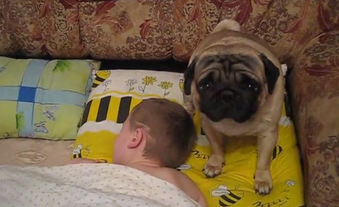 pug wake up alarm