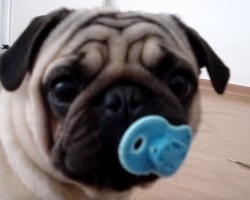(VIDEO) This Pug Finds a Pacifier. Watch What Happens When His Pug Sibling Tries to Take it From Him!