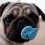 (VIDEO) This Pug Finds a Pacifier. Watch What Happens When His Pug Sibling Tries to Take it From Him!