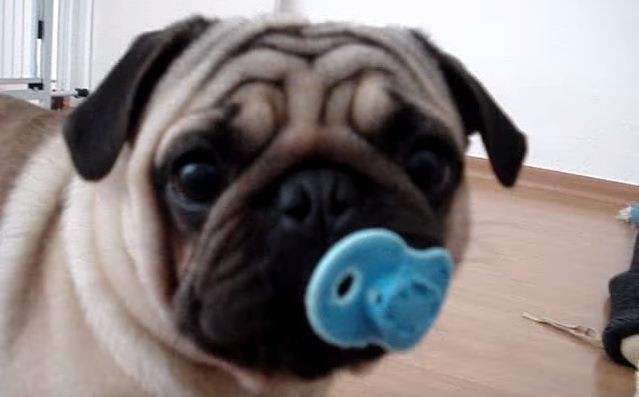 pug with a pacifier