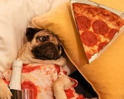 7 Dogs Who Really, Really Love Pizza. I Mean, Who Doesn’t Like Pizza?! LOL!