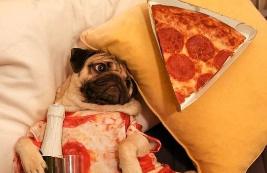 pug with pizza